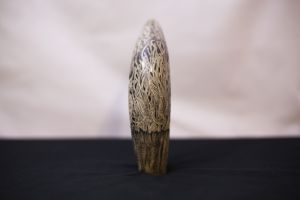 Scaleworm and Coral
